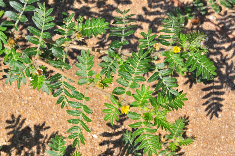 Tribulus terrestris / Tribolo comune